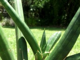 Sansevieria cylindrica pointed tips and near cylinders